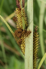 Farysia thuemenii