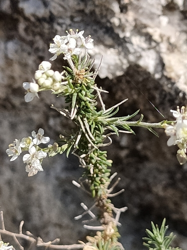 Lepidium subulatum