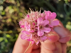 Armeria choulettiana