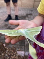 Actias luna