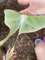 Actias luna