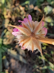 Armeria choulettiana