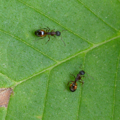 Dolichoderus plagiatus