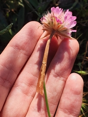 Armeria choulettiana