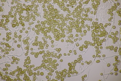 Farysia thuemenii