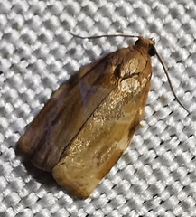 Archips xylosteana