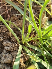 Armeria choulettiana