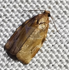 Archips xylosteana