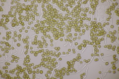 Farysia thuemenii