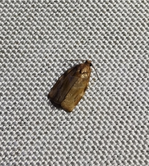Archips xylosteana