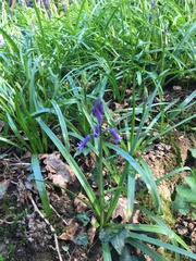 Hyacinthoides