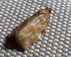 Archips xylosteana