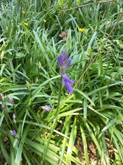 Hyacinthoides