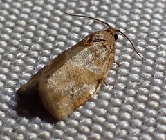 Archips xylosteana