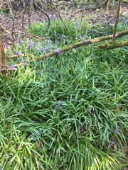 Hyacinthoides