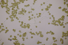 Farysia thuemenii
