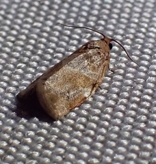 Archips xylosteana