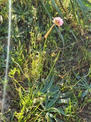 Armeria choulettiana