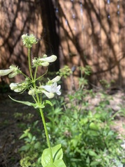 Penstemon digitalis