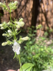 Penstemon digitalis