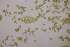 Farysia thuemenii