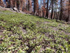 Arctostaphylos nevadensis