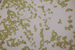 Farysia thuemenii