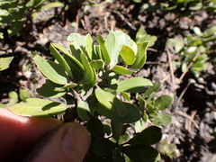 Arctostaphylos nevadensis