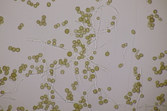 Farysia thuemenii