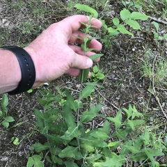 Aureolaria virginica