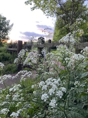 Anthriscus sylvestris