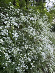 Anthriscus sylvestris