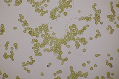 Farysia thuemenii