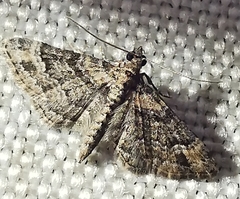 Gymnoscelis rufifasciata