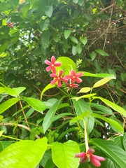 Combretum indicum image