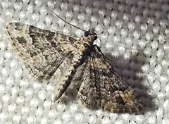 Gymnoscelis rufifasciata