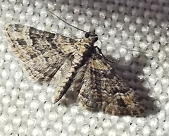 Gymnoscelis rufifasciata