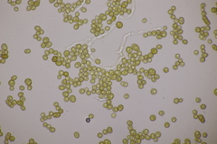 Farysia thuemenii