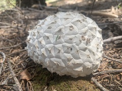 Calvatia sculpta