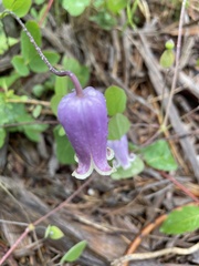 Clematis versicolor