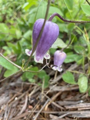 Clematis versicolor