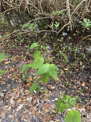 Dalbergia ecastaphyllum