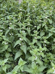 Lamium album