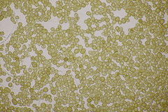 Farysia thuemenii