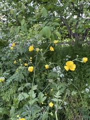 Ranunculus acris
