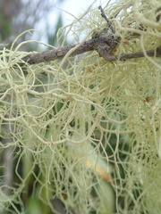 Usnea nidifica