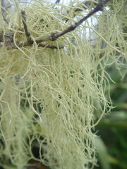 Usnea nidifica