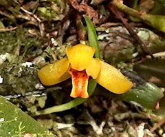 Maxillaria acutifolia