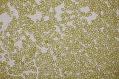 Farysia thuemenii