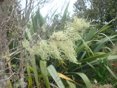Usnea nidifica